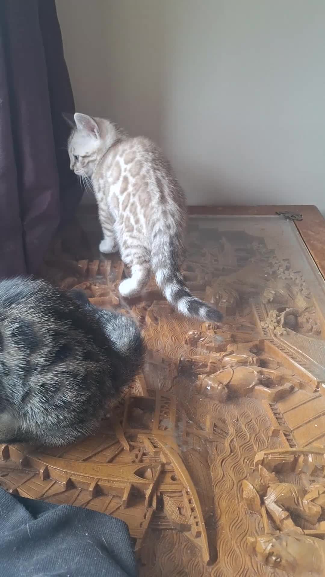 Bengal cats for sale: Bengals rare colours with clouded Leopard pattern - Video 2