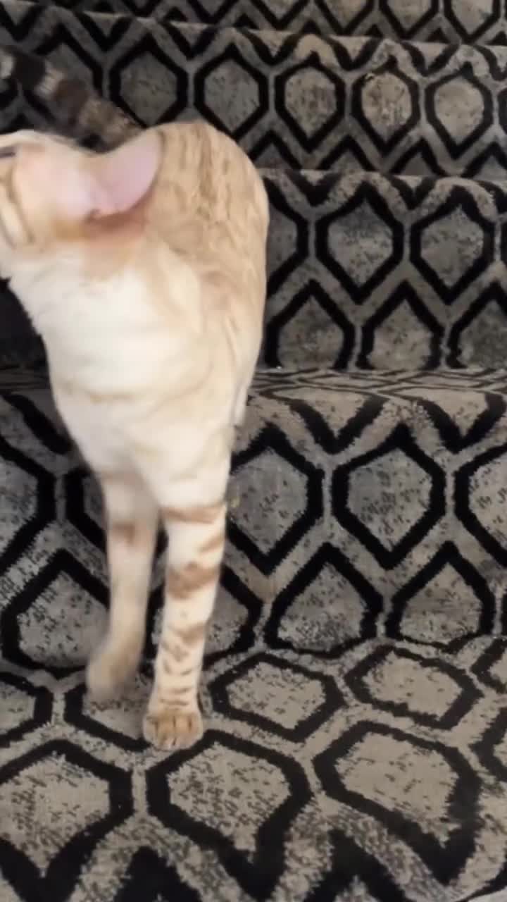 Mixed Breed cats for sale: Beautiful Snow Bengal/Black Tabby Kittens - Video 3