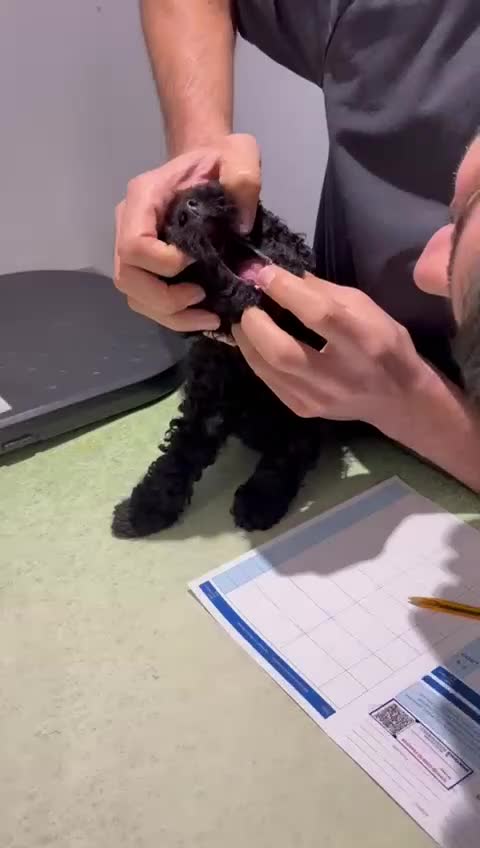 Toy Poodle dogs for sale: ADORABLE ‘ALBERT’ *TOY POODLE*BOY*PUP ready now - Video 2