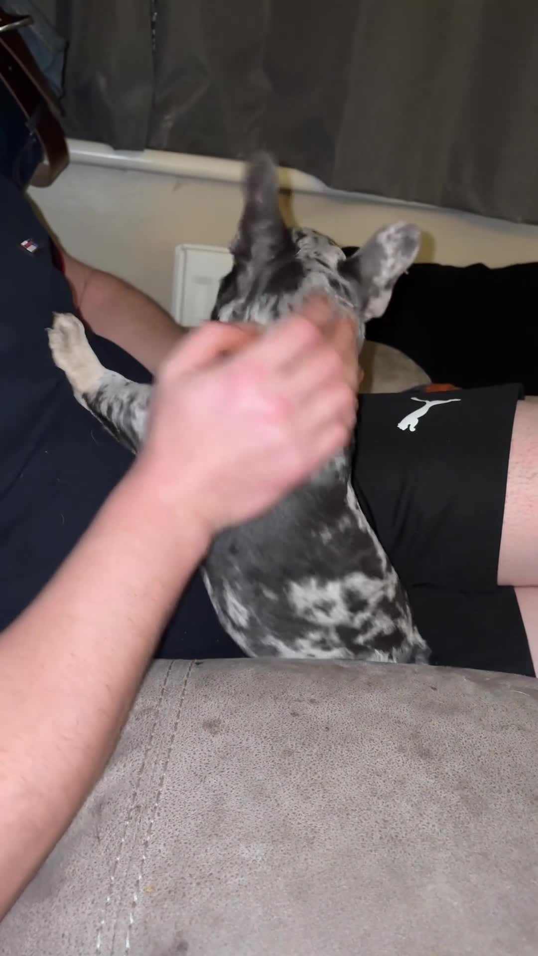 French Bulldog dogs for sale: Female Blue Merle puppy  - Video 1