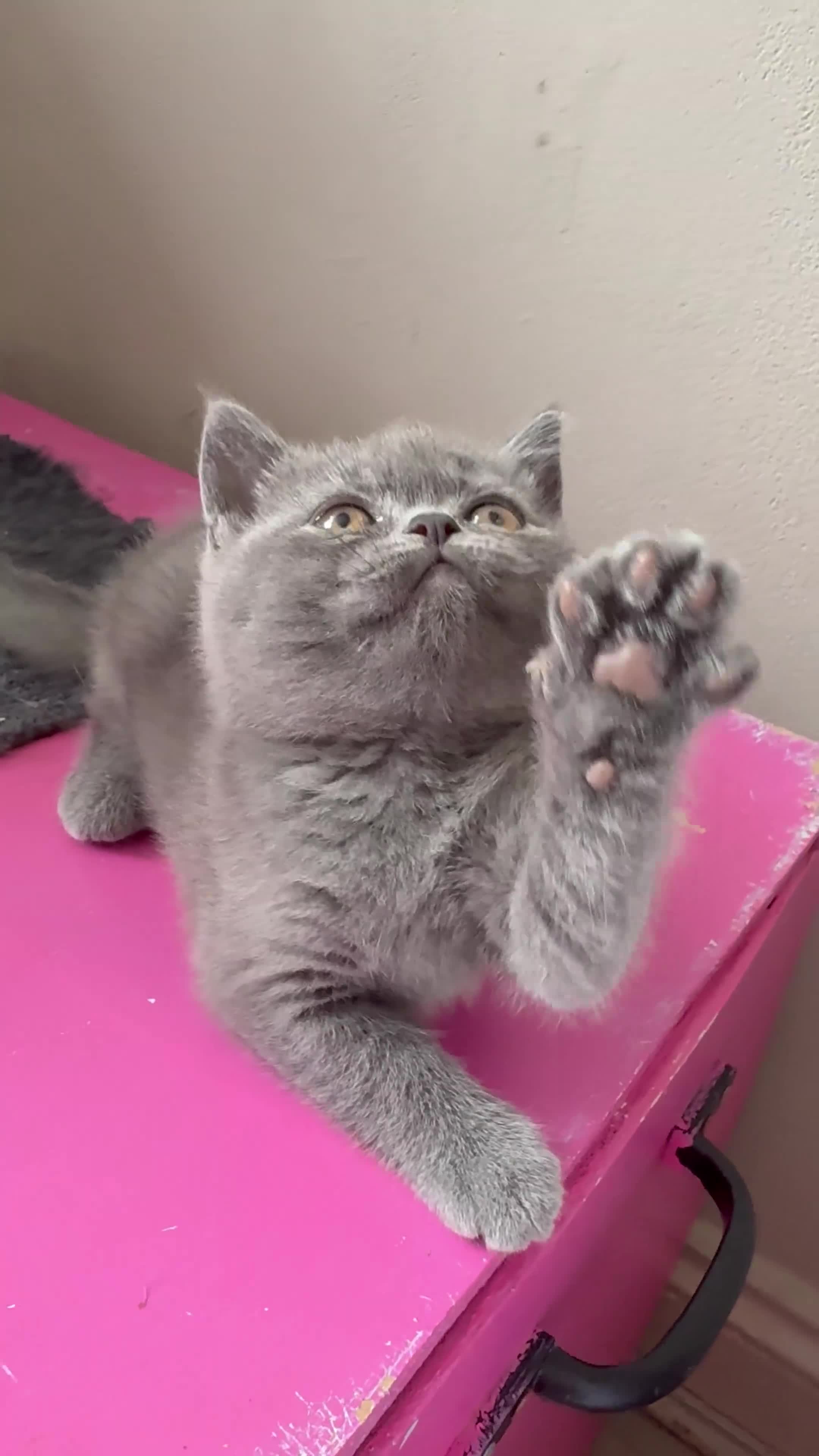 British Shorthair cats for sale: Pedigree British Shorthair Kittens ready to go! - Video 2