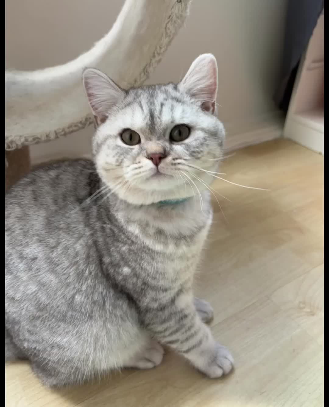 British Shorthair cats for sale: Adorable 2 Kittens Looking for Their Forever Homes in London - Video 2