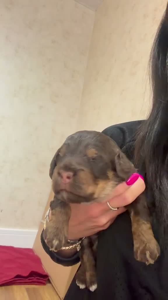 Cockapoo dogs for sale: Beautiful F1 Cockapoo puppies! 1 girl remaining - Video 1