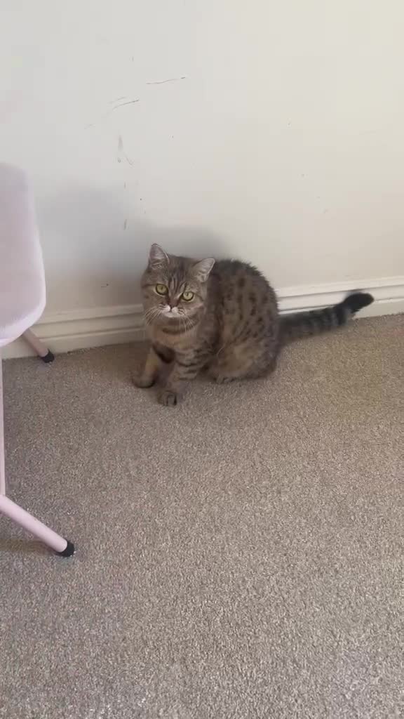 British Shorthair cats for sale: Beautiful british shorthair looking for a new home - Video 3