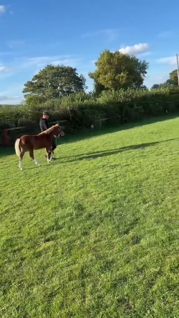 Welsh Section C horses for sale: Section C colt foal  - Video 4