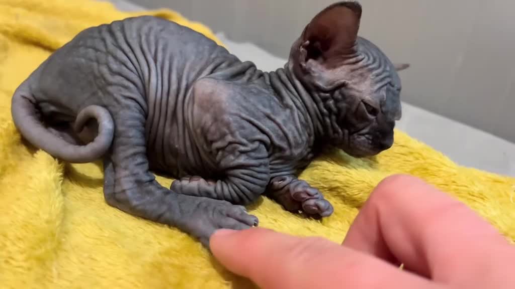 Sphynx cats for sale: 3 beautiful GIRlS available ❤️  - Video 3