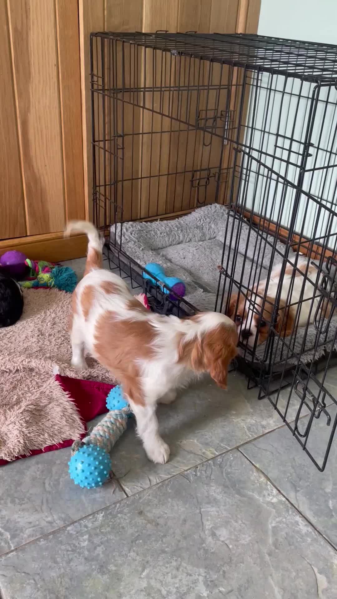 Cavalier King Charles Spaniel dogs for sale: K C Reg Cavalier King Charles  - Video 1