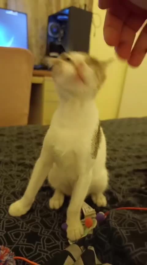 Mixed Breed cats for adoption: DANI - BUNDLE OF CUDDLES-FUN NEUTERED  - Video 5