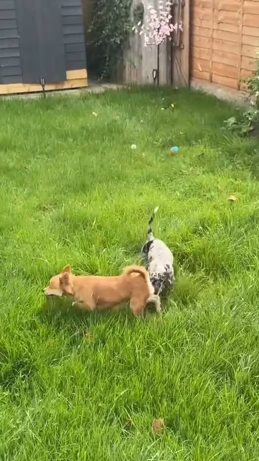 Dachshund dogs for stud: miniature dachshund for stud  in Mansfield - Video 1