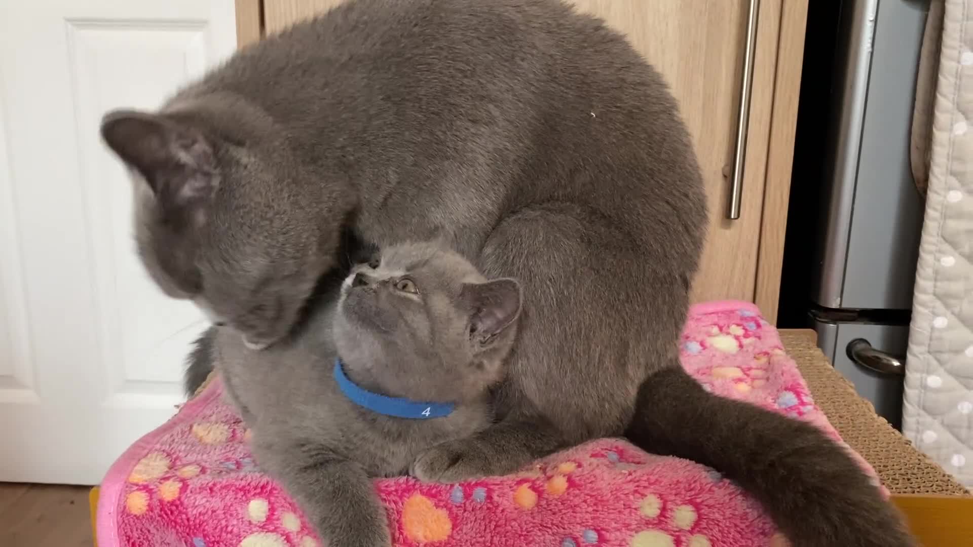 British Shorthair cats for sale: ❤️GCCF CHUNKY BRITISH SHORTHAIR KITTENS❤️ - Video 1