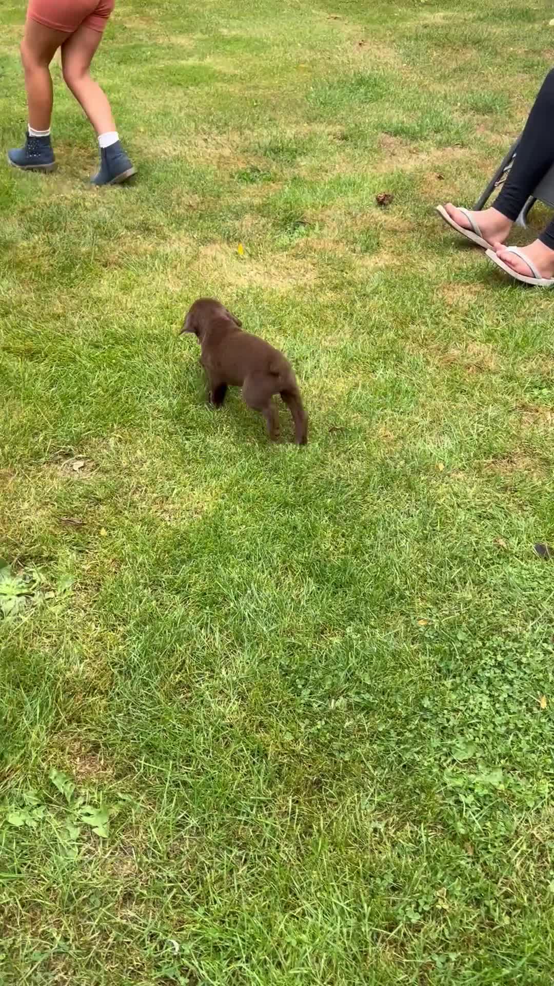 Labrador Retriever dogs for sale: STRONG CHUNKY KC CHOCOLATE PUPS HEALTH TESTED  - Video 1