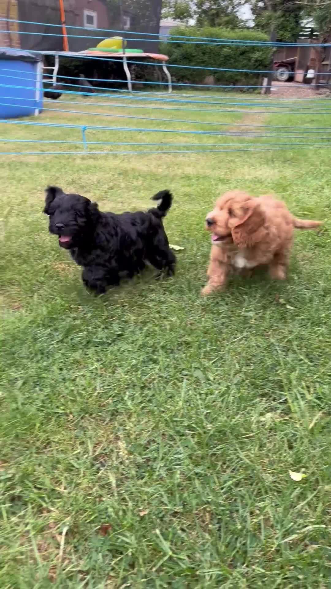 Cockapoo dogs for sale: Beautiful Female Cockerpoo Puppy  in ELY - Video 3