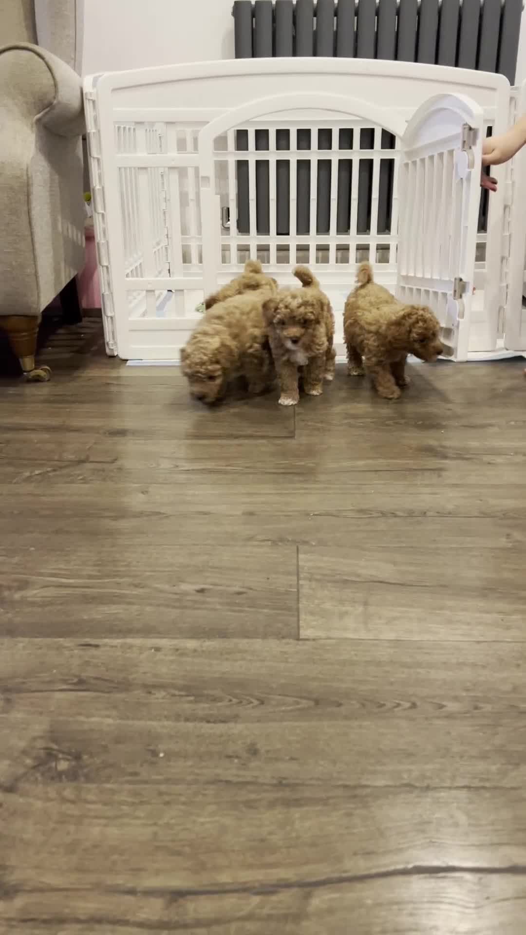 Toy Poodle dogs for sale: 4 stunning pure-bred Toy Poodle puppies - Video 2