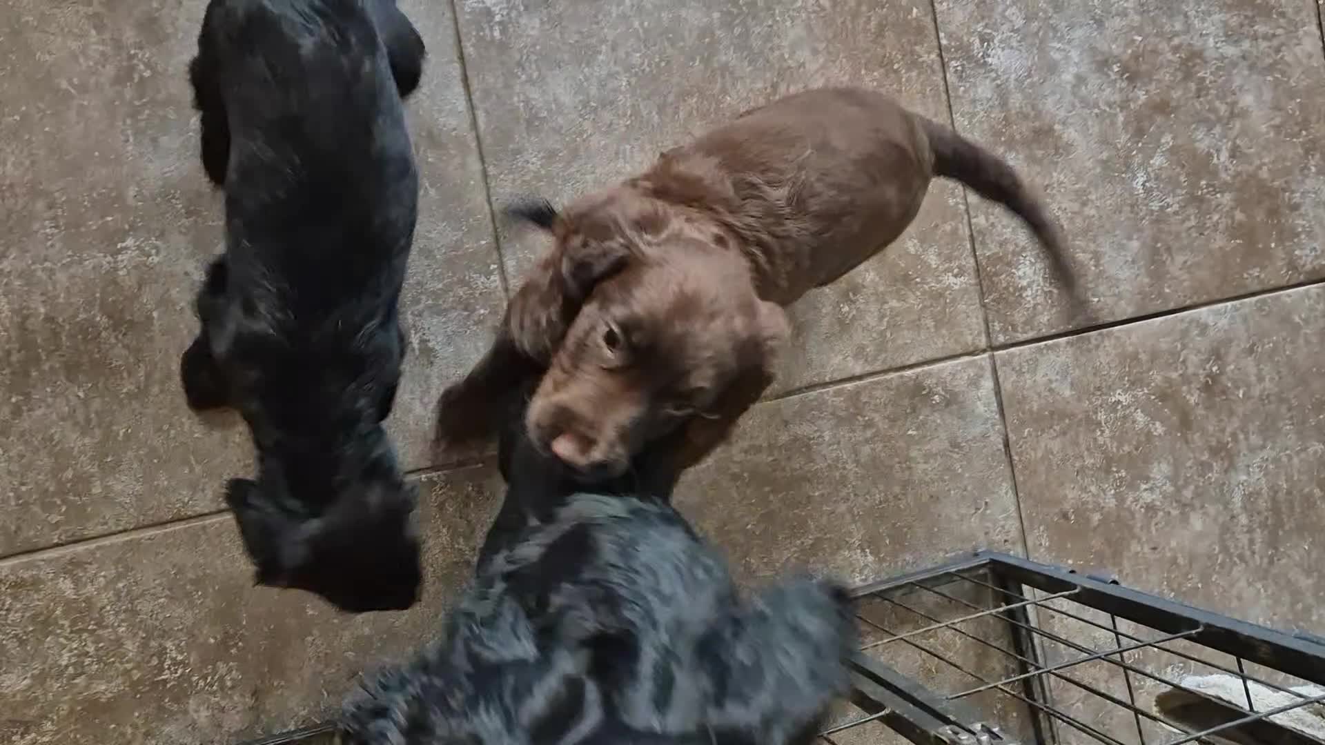 Sprocker dogs for sale: Beautiful sprocker puppies  - Video 1
