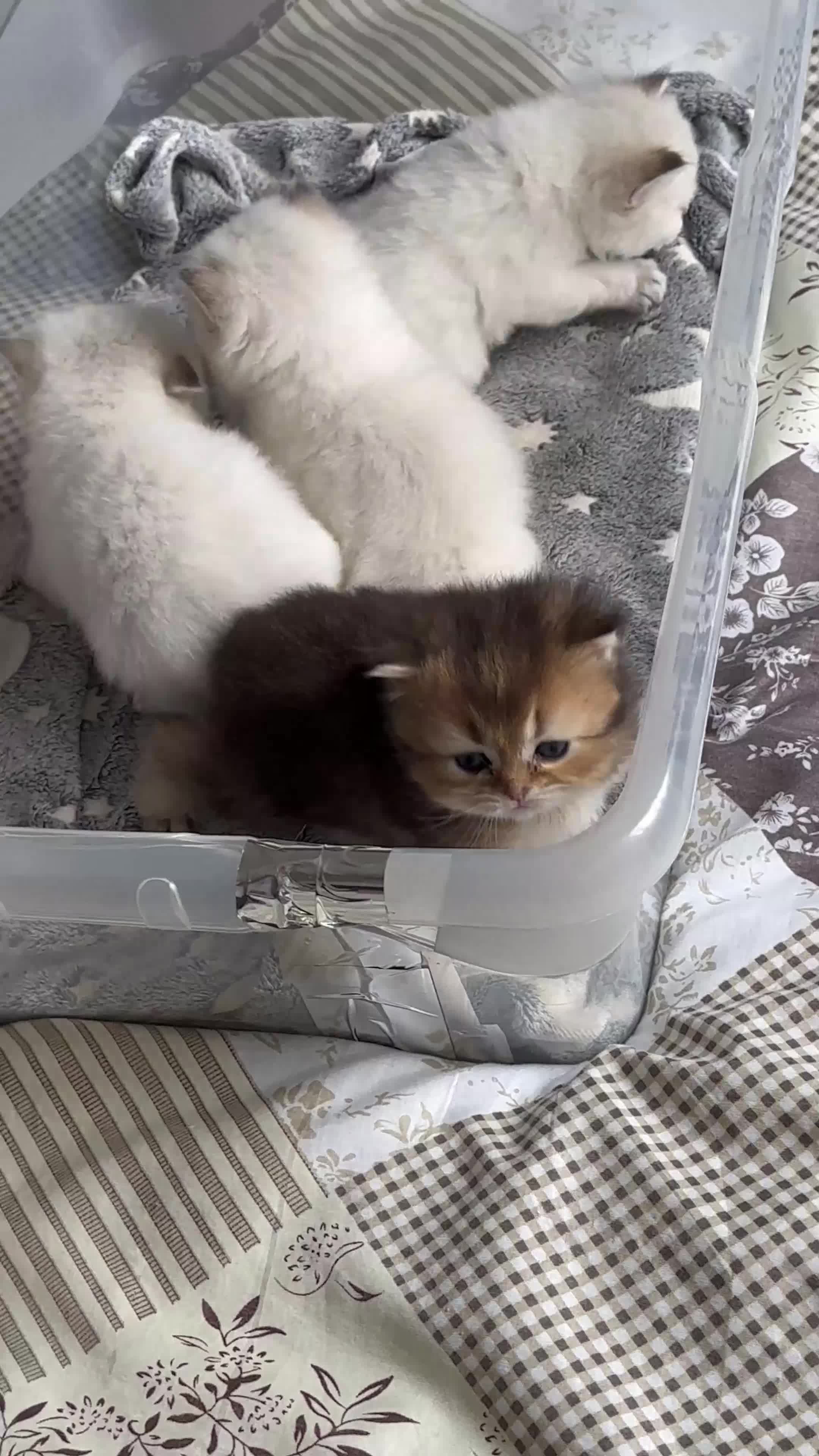 British Longhair cats for sale: Top qualityBritish longhaired kitten white&golden  - Video 5