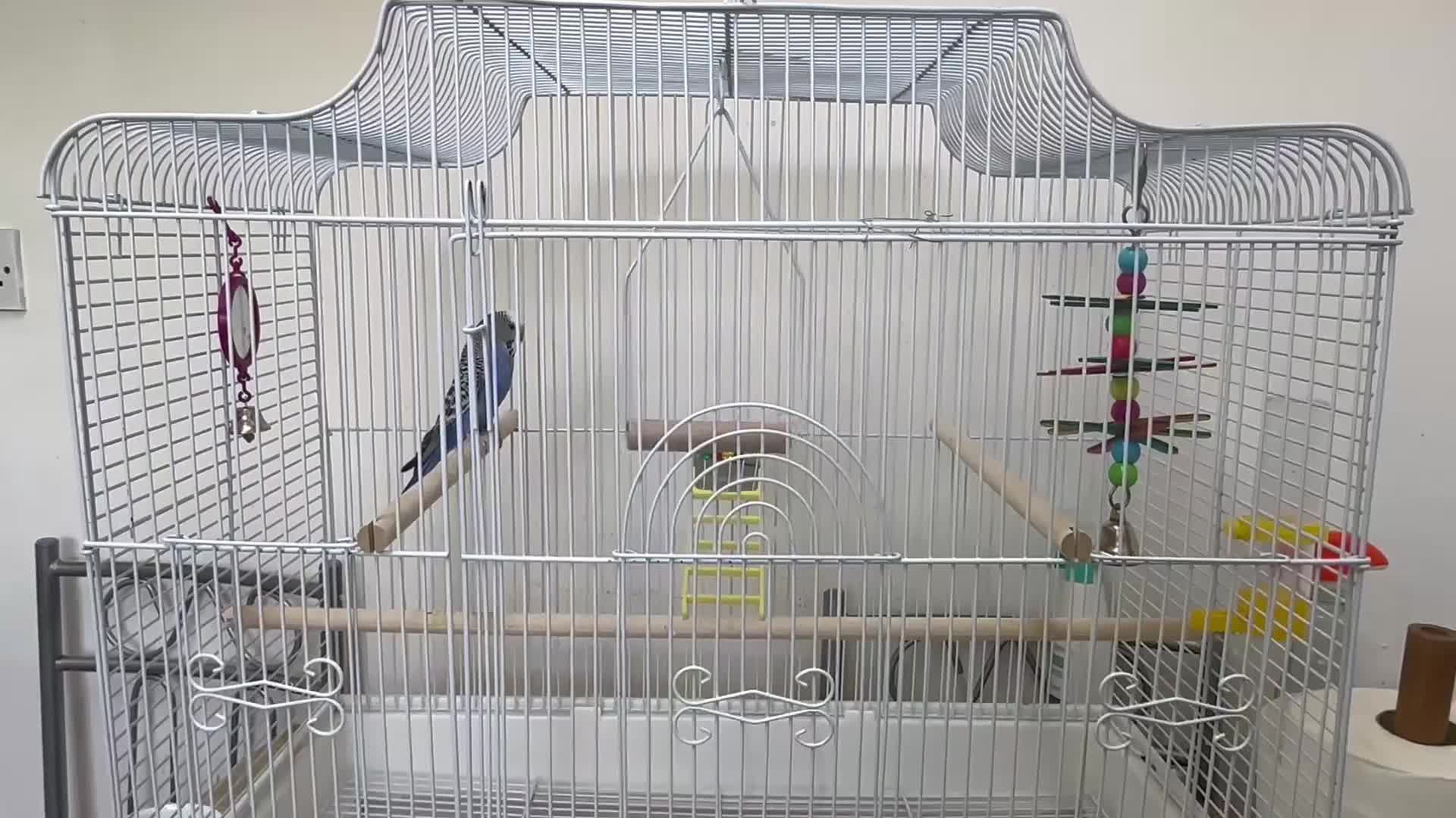 Budgerigars birds for sale: Blue Healthy budgie  in London - Video 3