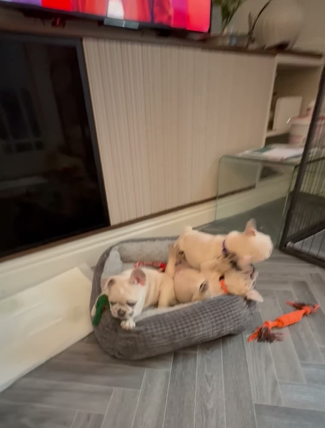 French Bulldog dogs for sale: French bulldog puppies are ready for a new home  - Video 2