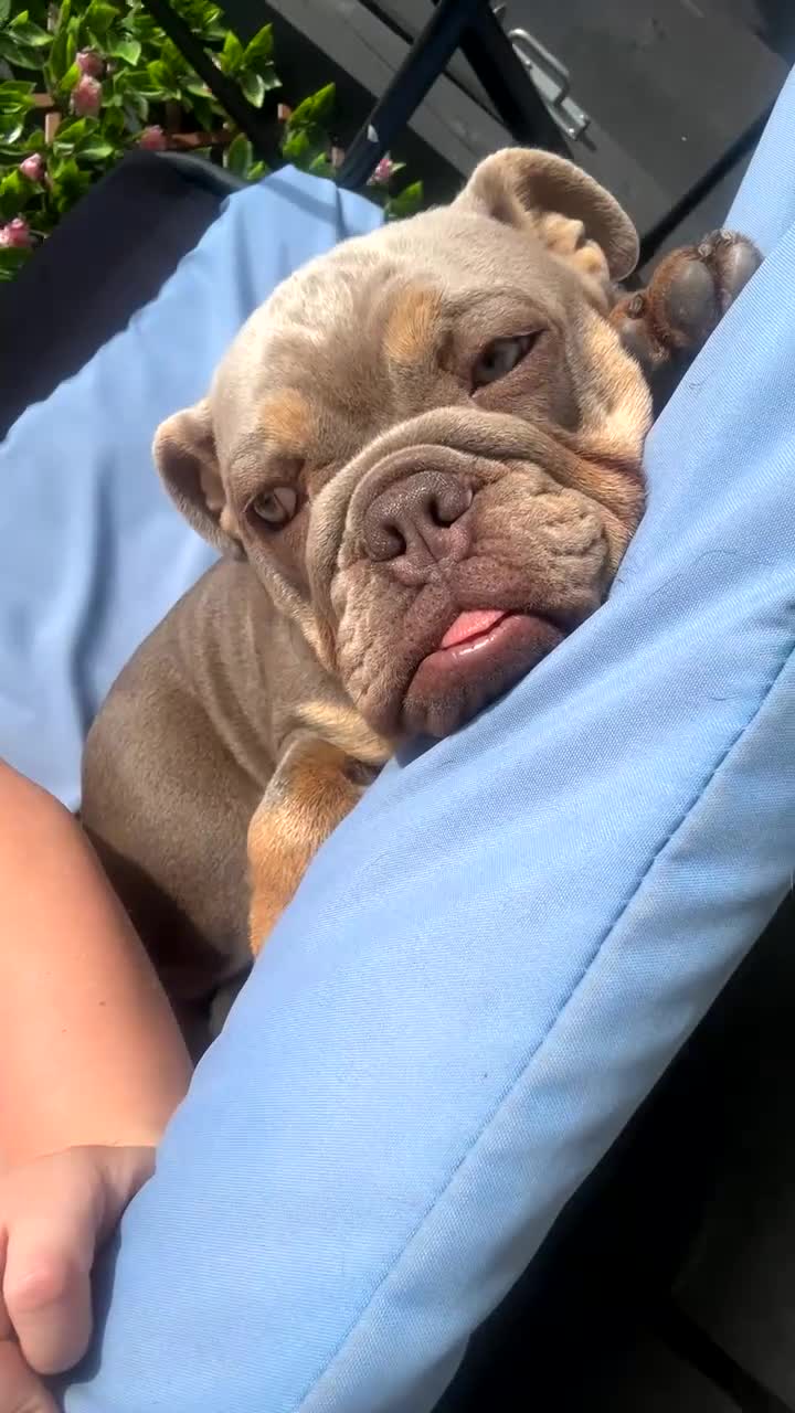 English Bulldog dogs for sale: Lilac and tan KC registered English bulldog in Harrogate - Video 3