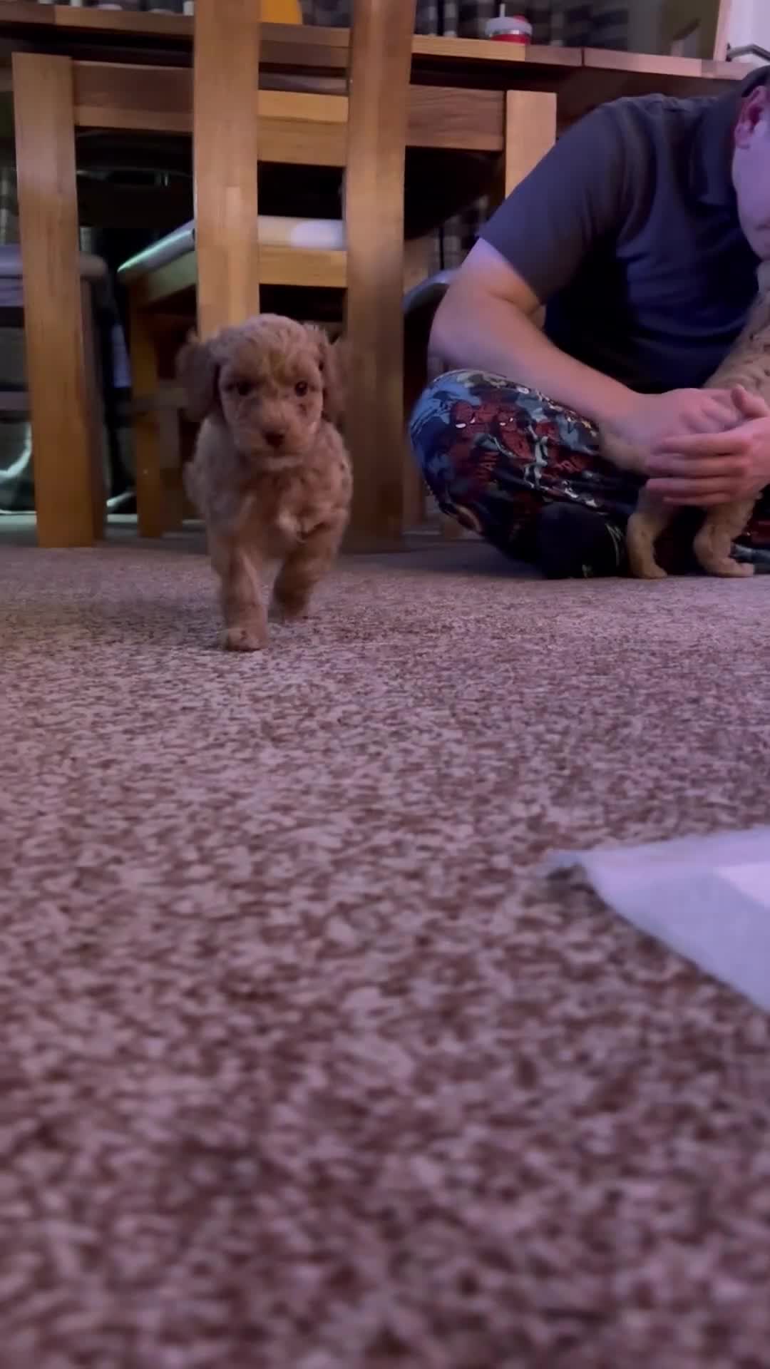 Cockapoo dogs for sale: 2BEAUTIFUL COCKAPOO MALE PUPPIES READY NOW  🐾 - Video 3