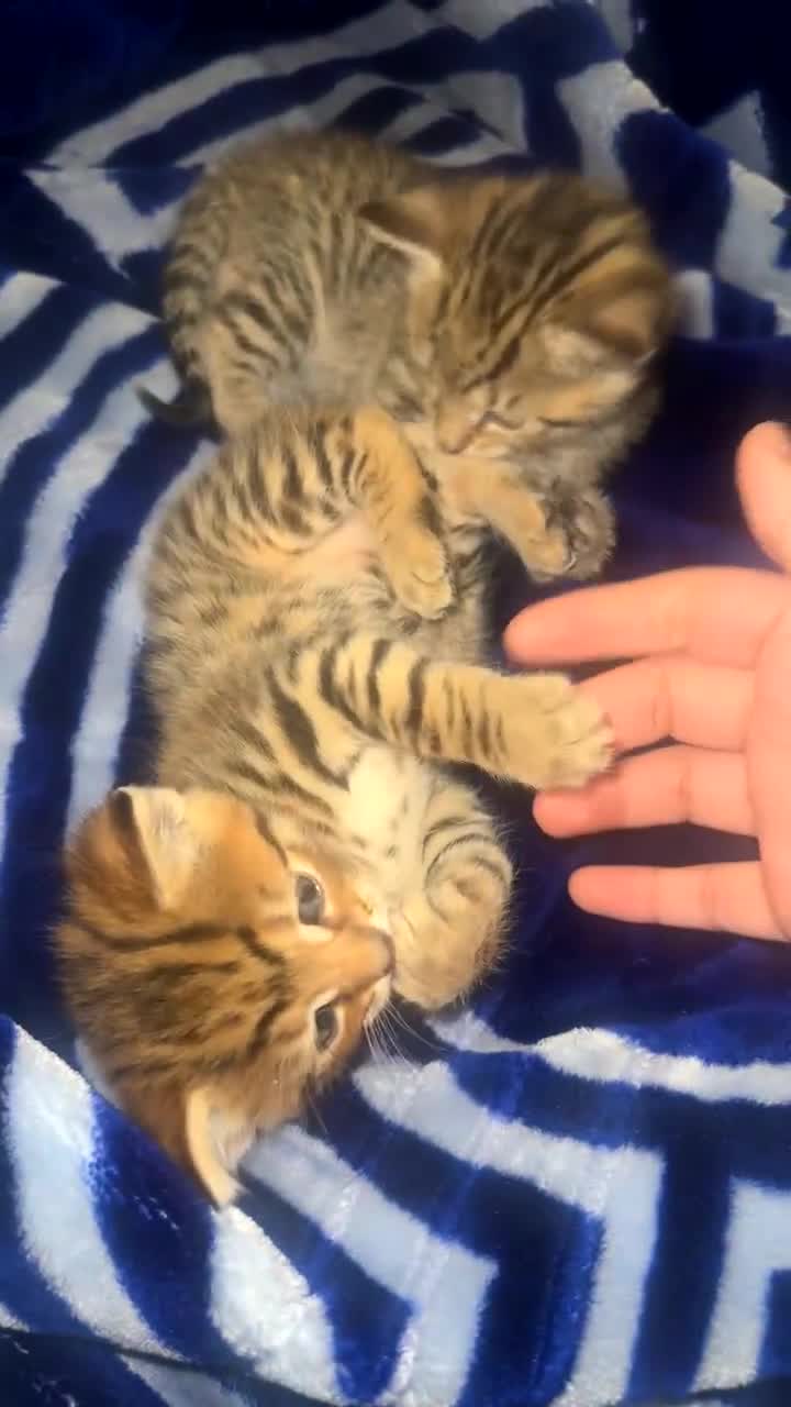 Mixed Breed cats for sale: 6 bengal x tabby cats for sale in Bolton - Video 2