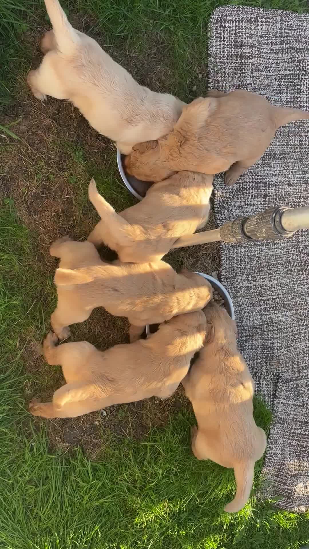 Golden Retriever dogs for sale: KC Registered Golden Retriever Puppies  - Video 1