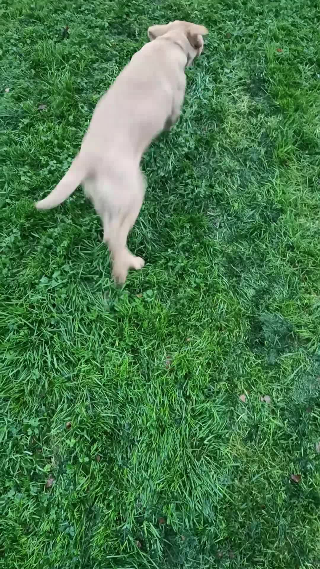 Labrador Retriever dogs for sale: Gorgeous red  Labrador puppies  - Video 3