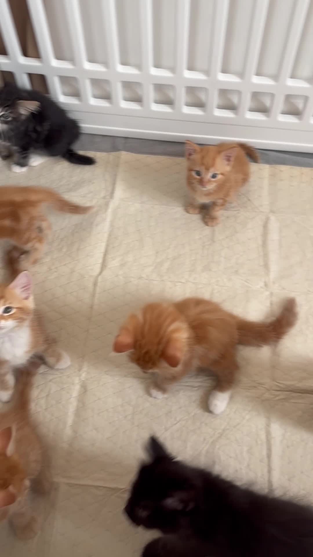 Mixed Breed cats for sale: Ready Saturday - Gorgeous Ragdoll X Ginger Kitten - Video 2