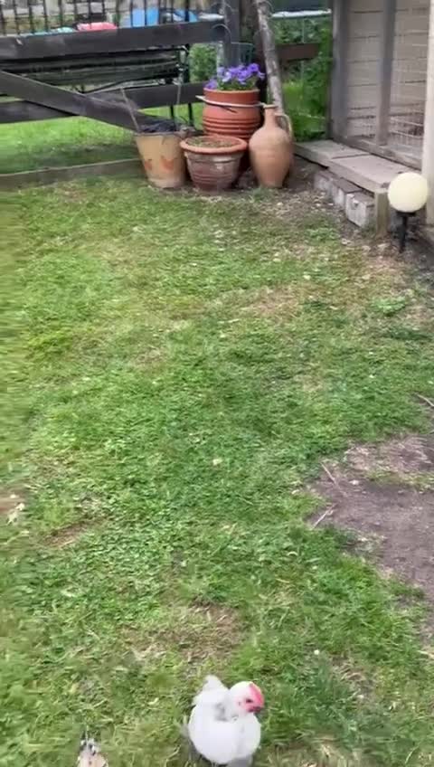 Chickens poultry for sale: Mixed breed sablepoot chickens  - Video 2