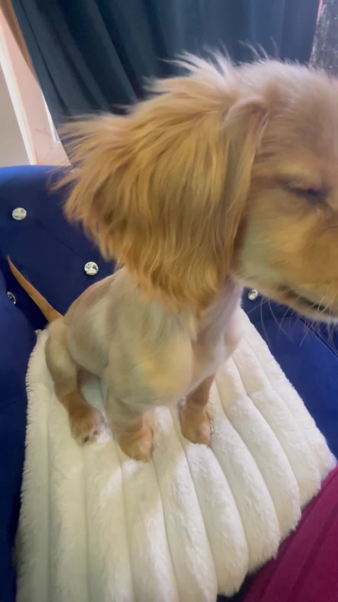 Mixed Breed dogs for sale: Cockapoo apricot  in Crewe - Video 1