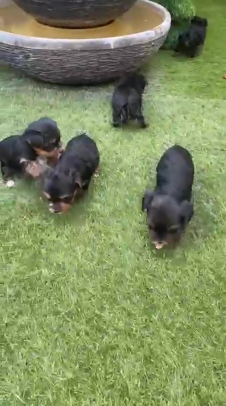 Yorkshire Terrier dogs for sale: Yorkie Biewer - Video 4