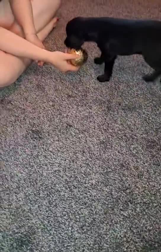 Mixed Breed dogs for sale: LAST 2 LITTLE GIRLS. COCKERANIANS.💥 - Video 1