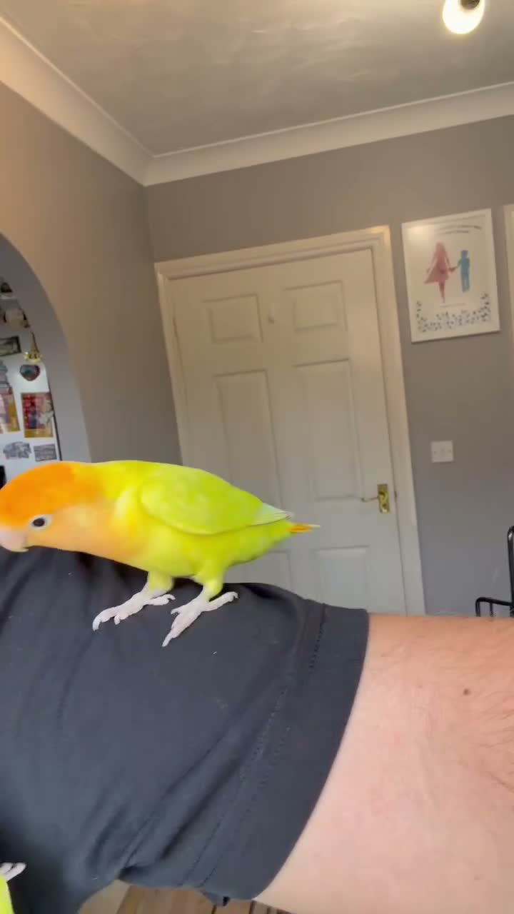 Lovebirds birds for sale: Beautiful Bonded Tame Pair of Lovebirds 1 year old - Video 5