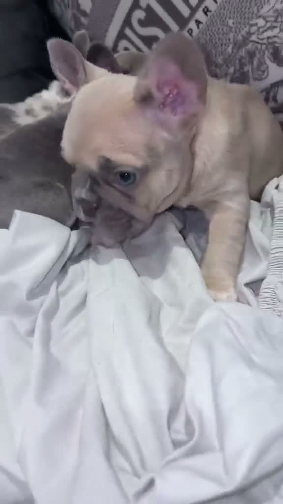 French Bulldog dogs for sale: 3 beautiful KC French bulldog puppy’s she sale !😍 - Video 2