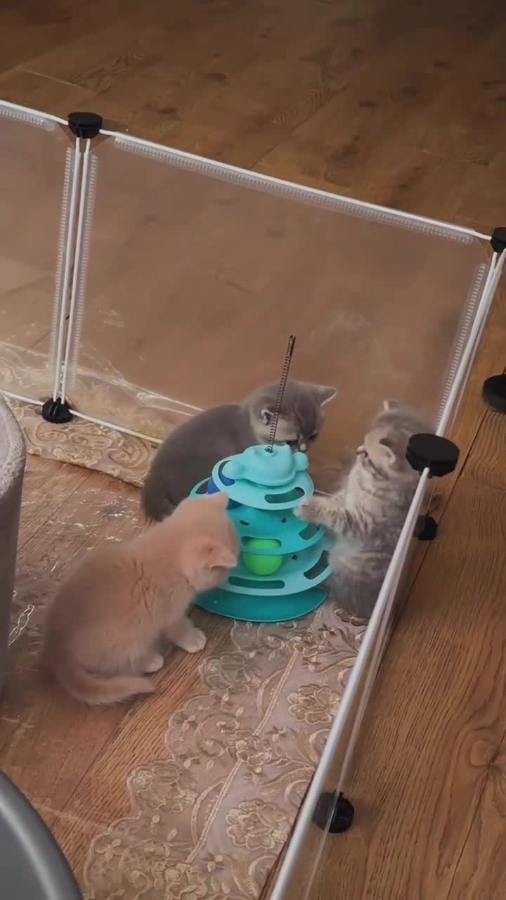 British Shorthair cats for sale: British shorthair kittens in Edinburgh - Video 1
