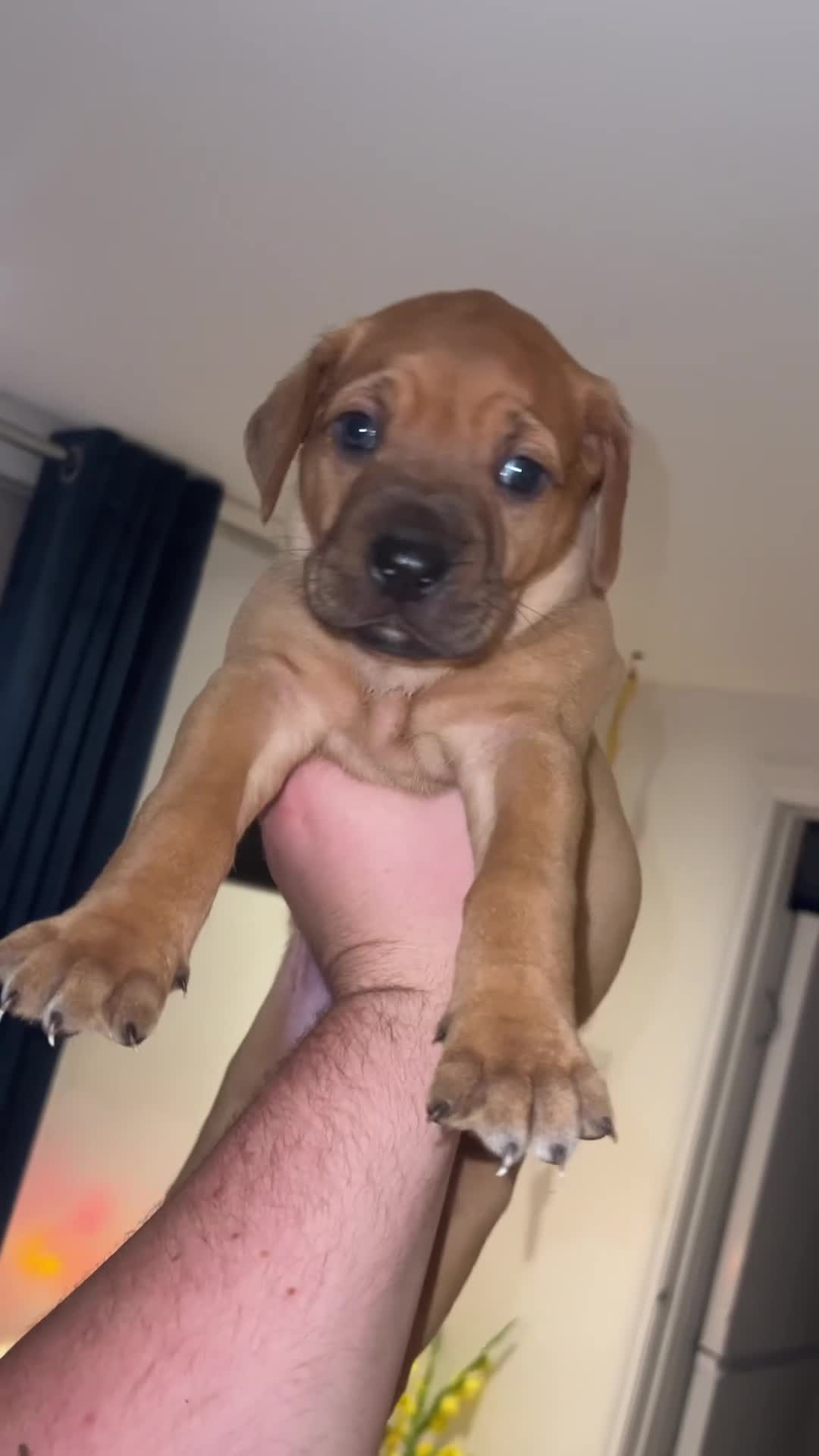 Mixed Breed dogs for sale: Puppies looking for forever homes 🏡 - Video 1