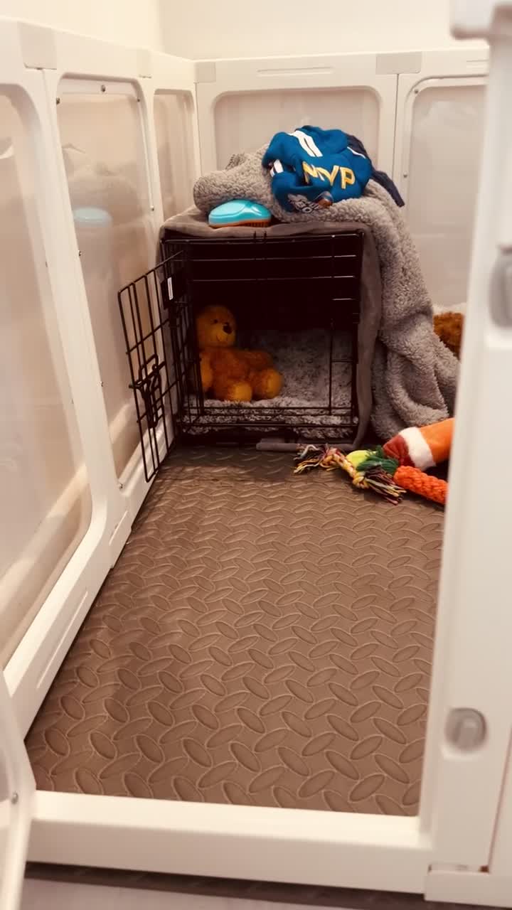 Toy Poodle dogs for sale: Deep red toy poodle  - Video 5