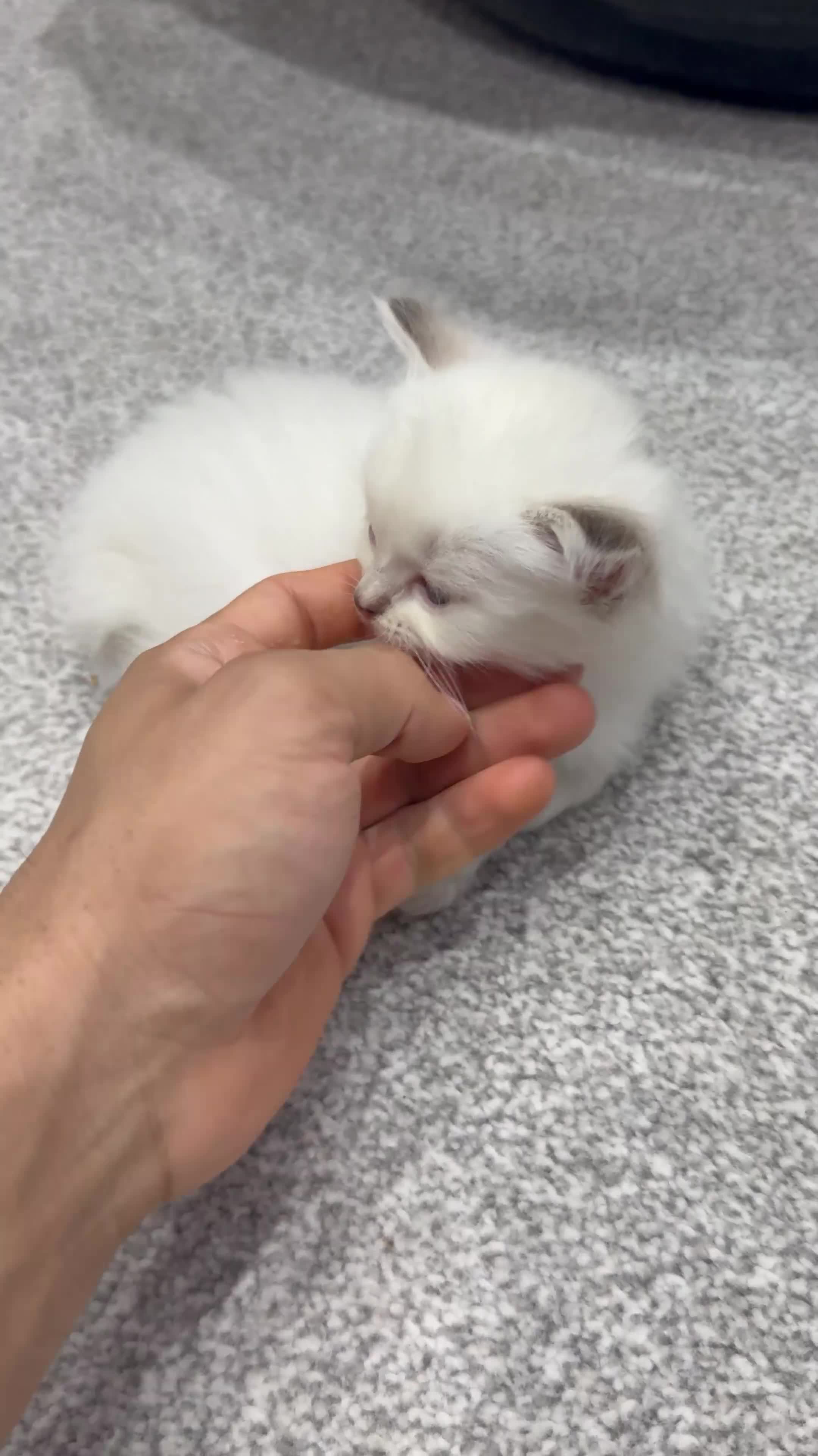Ragdoll cats for sale: 2 stunning ragdoll kittens and 2 ragdoll x bengal  - Video 4