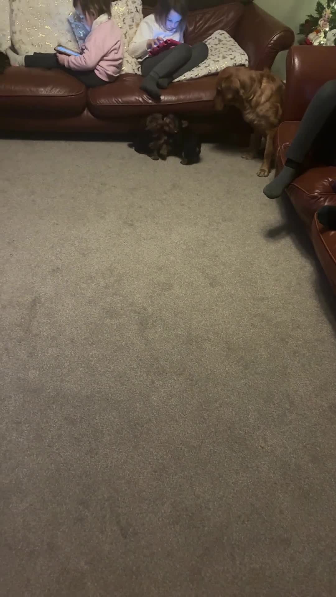 Yorkshire Terrier dogs for sale: Absolutely stunning  mini yorkie boy  - Video 2