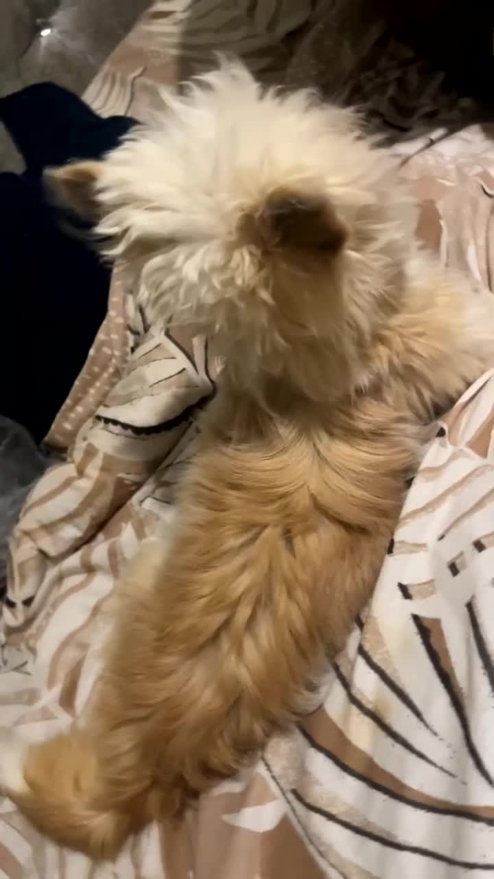 Malshi dogs for sale: Phoebe  - Video 1