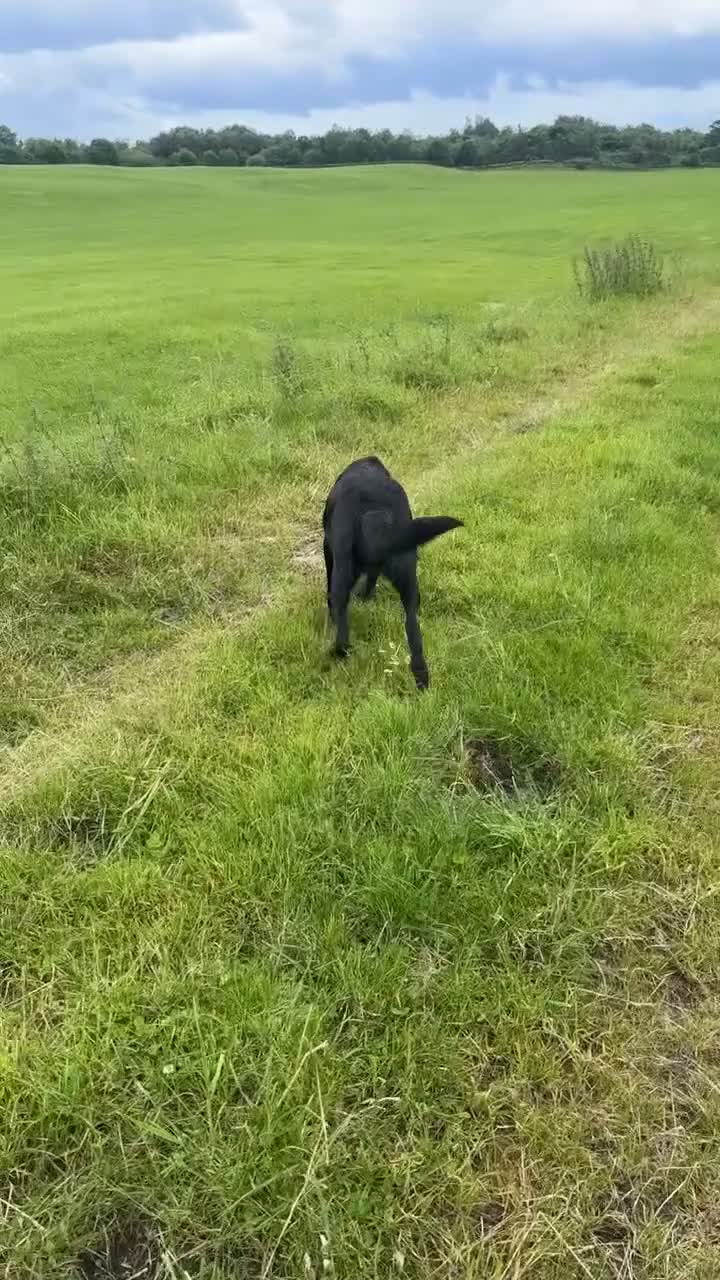 Belgian Shepherd Dog dogs for sale: Gorgeous puppies for sale! - Video 1