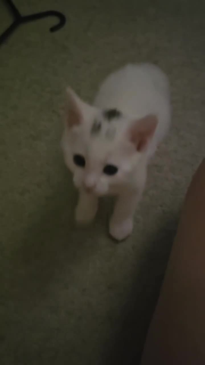 Domestic Shorthair cats for sale: 4 lovely kittens looking for their eternal home - Video 3