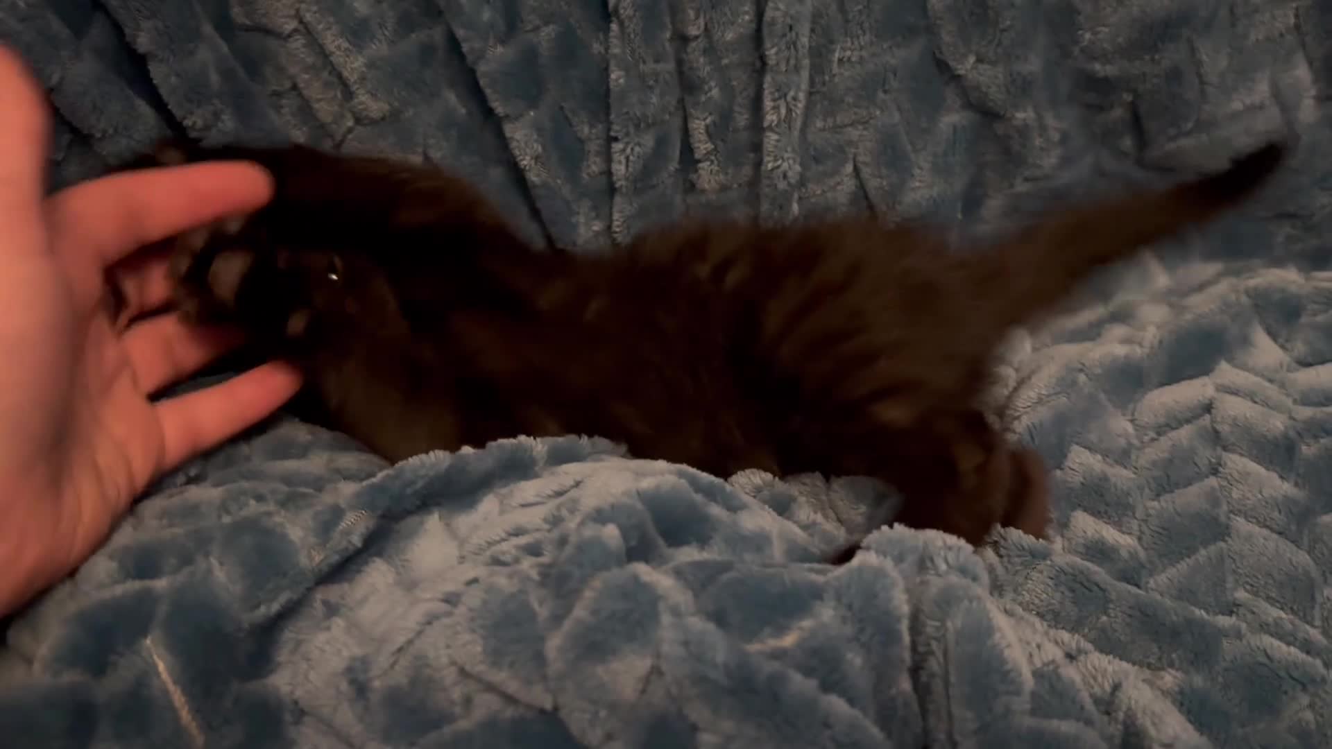 Mixed Breed cats for sale: Extremely friendly female kitten - Video 1