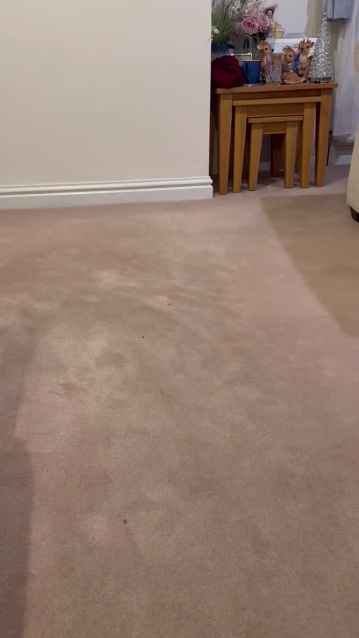 Shih Tzu dogs for sale: kc reg male Shih-Tzu - Video 1