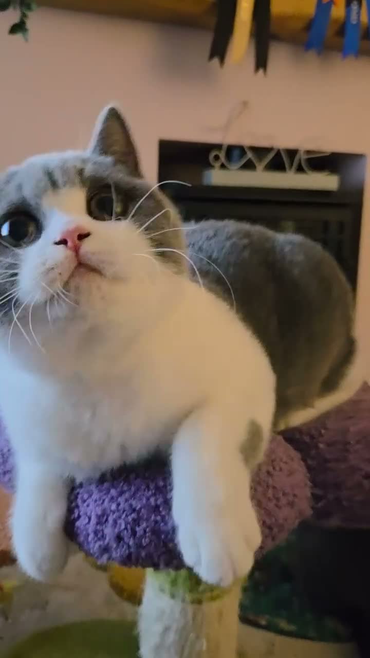 British Shorthair cats for sale: Gccf registered British shorthair kittens ready  - Video 1