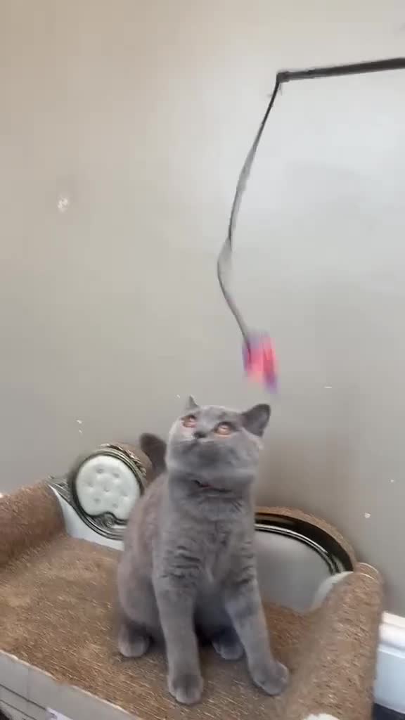 British Shorthair cats for sale: 1 LAST  GORGEOUS British Short Hair Female kitten  - Video 1