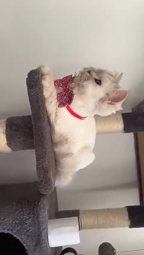 Mixed Breed cats for stud: ⭐ PROVEN STUD – BRISTOL ⭐ - Video 1