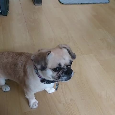 Puggle dogs for adoption: 💖🐶LOLA 2 -affectionate & sweet PugxFrenchie🐶💖 - Video 2