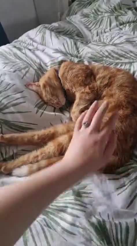 Domestic Shorthair cats for sale: Gorgeous Bonded pair of cats, 2 years old in Weymouth - Video 2