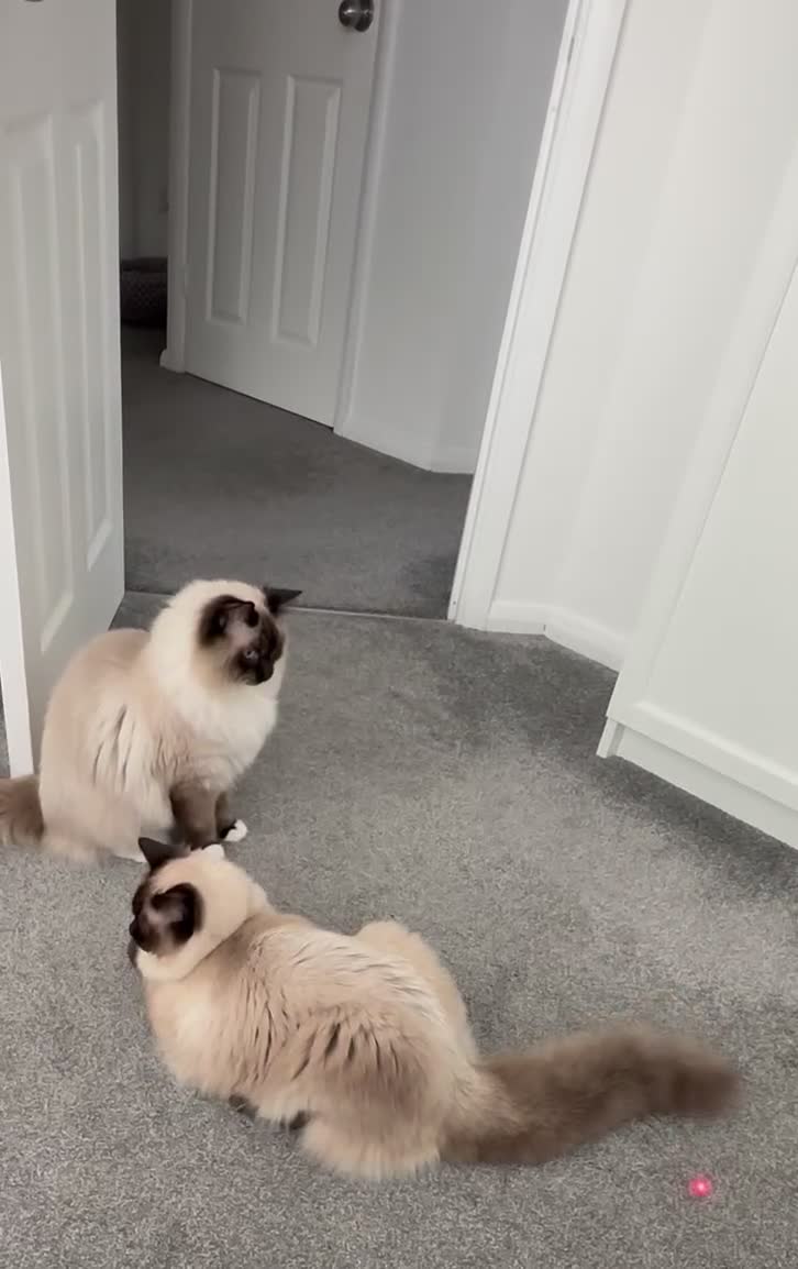 Ragdoll cats for sale: Ragdoll brothers seeking new home - Video 1