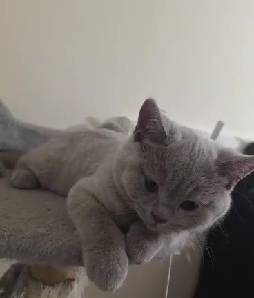 Brazilian Shorthair cats for sale: Beautiful British Champion Shorthair Kittens - Video 1